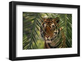 Bengal Tiger behind Palm Fronds-DLILLC-Framed Photographic Print