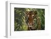 Bengal Tiger behind Palm Fronds-DLILLC-Framed Photographic Print