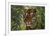 Bengal Tiger behind Palm Fronds-DLILLC-Framed Photographic Print