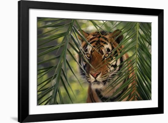 Bengal Tiger behind Palm Fronds-DLILLC-Framed Photographic Print