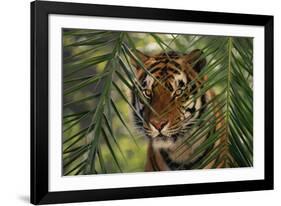 Bengal Tiger behind Palm Fronds-DLILLC-Framed Photographic Print