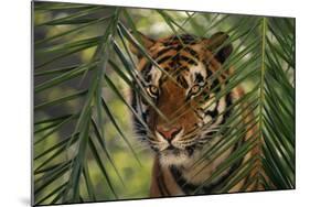 Bengal Tiger behind Palm Fronds-DLILLC-Mounted Photographic Print