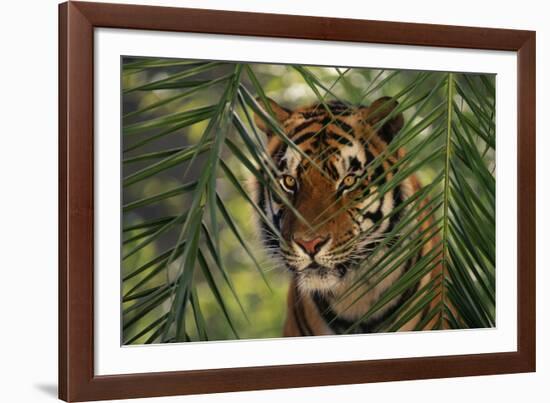 Bengal Tiger behind Palm Fronds-DLILLC-Framed Photographic Print