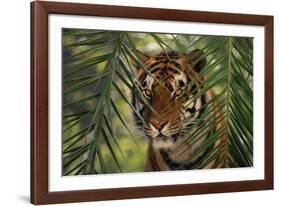 Bengal Tiger behind Palm Fronds-DLILLC-Framed Photographic Print