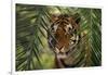 Bengal Tiger behind Palm Fronds-DLILLC-Framed Photographic Print