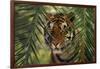 Bengal Tiger behind Palm Fronds-DLILLC-Framed Photographic Print