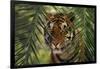 Bengal Tiger behind Palm Fronds-DLILLC-Framed Photographic Print