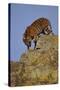 Bengal Tiger Climbing down Rocks-DLILLC-Stretched Canvas