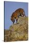 Bengal Tiger Climbing down Rocks-DLILLC-Stretched Canvas