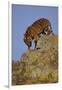 Bengal Tiger Climbing down Rocks-DLILLC-Framed Photographic Print