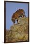 Bengal Tiger Climbing down Rocks-DLILLC-Framed Photographic Print