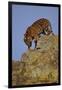 Bengal Tiger Climbing down Rocks-DLILLC-Framed Photographic Print