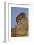 Bengal Tiger Climbing down Rocks-DLILLC-Framed Photographic Print