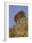 Bengal Tiger Climbing down Rocks-DLILLC-Framed Photographic Print