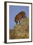 Bengal Tiger Climbing down Rocks-DLILLC-Framed Photographic Print