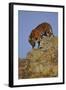 Bengal Tiger Climbing down Rocks-DLILLC-Framed Photographic Print