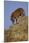 Bengal Tiger Climbing down Rocks-DLILLC-Mounted Photographic Print