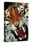Bengal Tiger Close-Up-null-Stretched Canvas