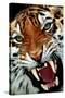 Bengal Tiger Close-Up-null-Stretched Canvas