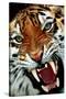 Bengal Tiger Close-Up-null-Stretched Canvas