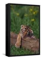 Bengal Tiger Cub Asleep on Fallen Tree-DLILLC-Framed Stretched Canvas