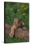 Bengal Tiger Cub Asleep on Fallen Tree-DLILLC-Stretched Canvas