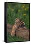 Bengal Tiger Cub Asleep on Fallen Tree-DLILLC-Framed Stretched Canvas