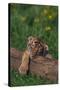 Bengal Tiger Cub Asleep on Fallen Tree-DLILLC-Stretched Canvas