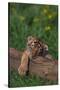 Bengal Tiger Cub Asleep on Fallen Tree-DLILLC-Stretched Canvas