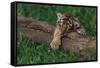 Bengal Tiger Cub Asleep on Fallen Tree-DLILLC-Framed Stretched Canvas