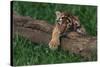 Bengal Tiger Cub Asleep on Fallen Tree-DLILLC-Stretched Canvas