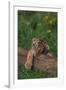 Bengal Tiger Cub Asleep on Fallen Tree-DLILLC-Framed Photographic Print