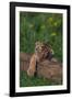 Bengal Tiger Cub Asleep on Fallen Tree-DLILLC-Framed Photographic Print