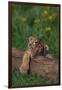 Bengal Tiger Cub Asleep on Fallen Tree-DLILLC-Framed Photographic Print