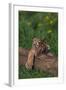 Bengal Tiger Cub Asleep on Fallen Tree-DLILLC-Framed Photographic Print