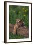 Bengal Tiger Cub Asleep on Fallen Tree-DLILLC-Framed Photographic Print