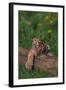 Bengal Tiger Cub Asleep on Fallen Tree-DLILLC-Framed Photographic Print