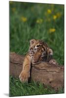 Bengal Tiger Cub Asleep on Fallen Tree-DLILLC-Mounted Photographic Print