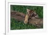 Bengal Tiger Cub Asleep on Fallen Tree-DLILLC-Framed Photographic Print