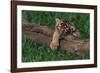 Bengal Tiger Cub Asleep on Fallen Tree-DLILLC-Framed Photographic Print