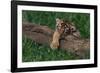 Bengal Tiger Cub Asleep on Fallen Tree-DLILLC-Framed Photographic Print