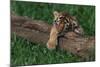 Bengal Tiger Cub Asleep on Fallen Tree-DLILLC-Mounted Photographic Print