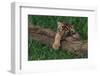 Bengal Tiger Cub Asleep on Fallen Tree-DLILLC-Framed Photographic Print