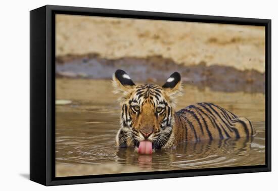 Bengal Tiger Cub Drinking Water Tadoba Andheri Tiger Reserve, India-Jagdeep Rajput-Framed Stretched Canvas