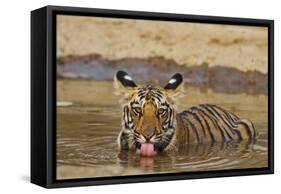 Bengal Tiger Cub Drinking Water Tadoba Andheri Tiger Reserve, India-Jagdeep Rajput-Framed Stretched Canvas