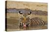 Bengal Tiger Cub Drinking Water Tadoba Andheri Tiger Reserve, India-Jagdeep Rajput-Stretched Canvas