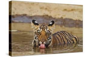 Bengal Tiger Cub Drinking Water Tadoba Andheri Tiger Reserve, India-Jagdeep Rajput-Stretched Canvas
