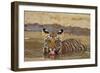 Bengal Tiger Cub Drinking Water Tadoba Andheri Tiger Reserve, India-Jagdeep Rajput-Framed Photographic Print