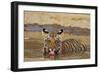 Bengal Tiger Cub Drinking Water Tadoba Andheri Tiger Reserve, India-Jagdeep Rajput-Framed Photographic Print