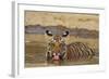 Bengal Tiger Cub Drinking Water Tadoba Andheri Tiger Reserve, India-Jagdeep Rajput-Framed Photographic Print